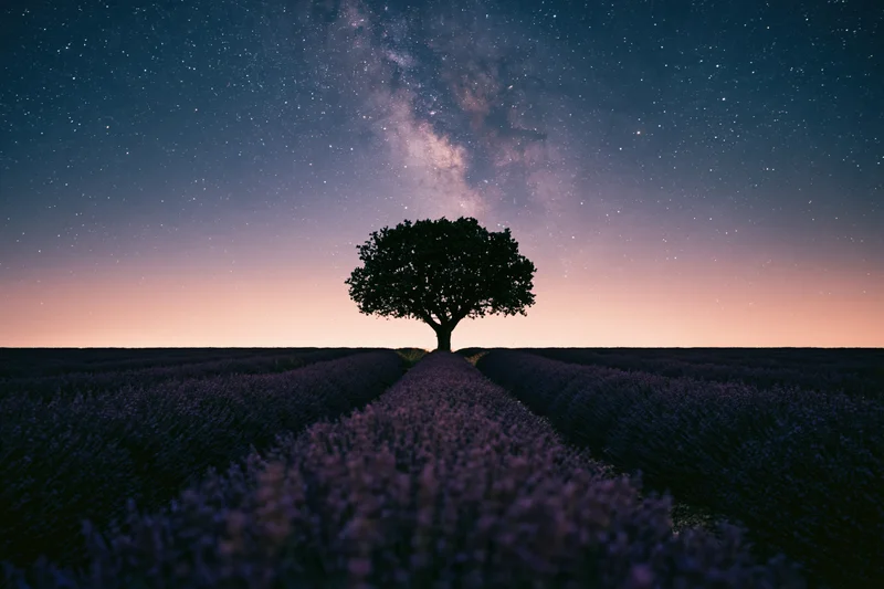 Lone broad-canopy tree silhouetted at vanishing point of lavender field under starry night sky with milky way