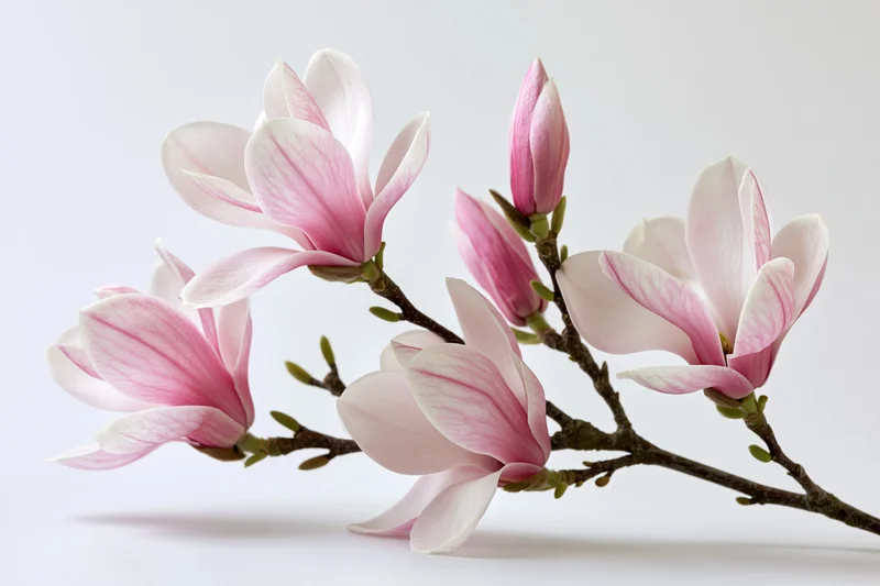 Magnolia branch with open blooms and tight buds arranged on a white background