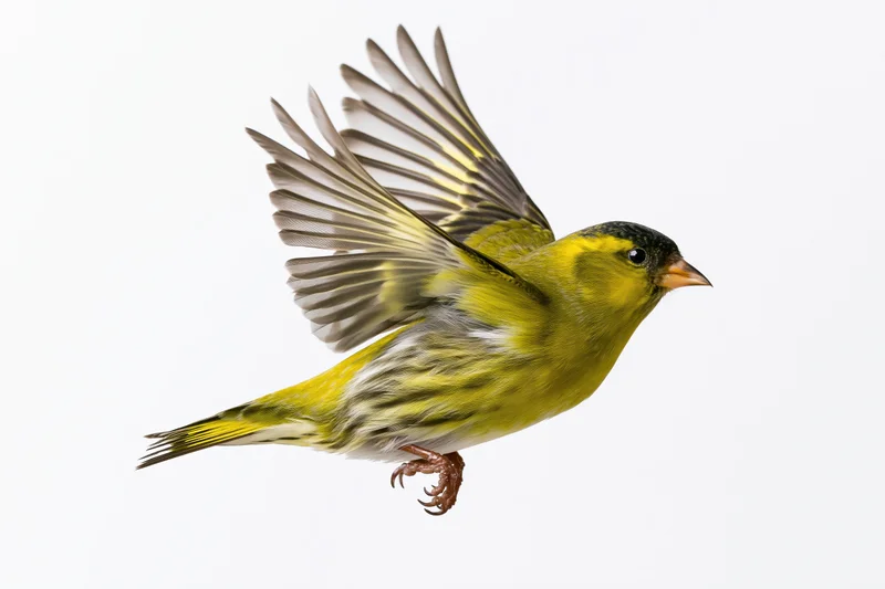Male eurasian siskin in mid-flight with wings fully spread upward against white background