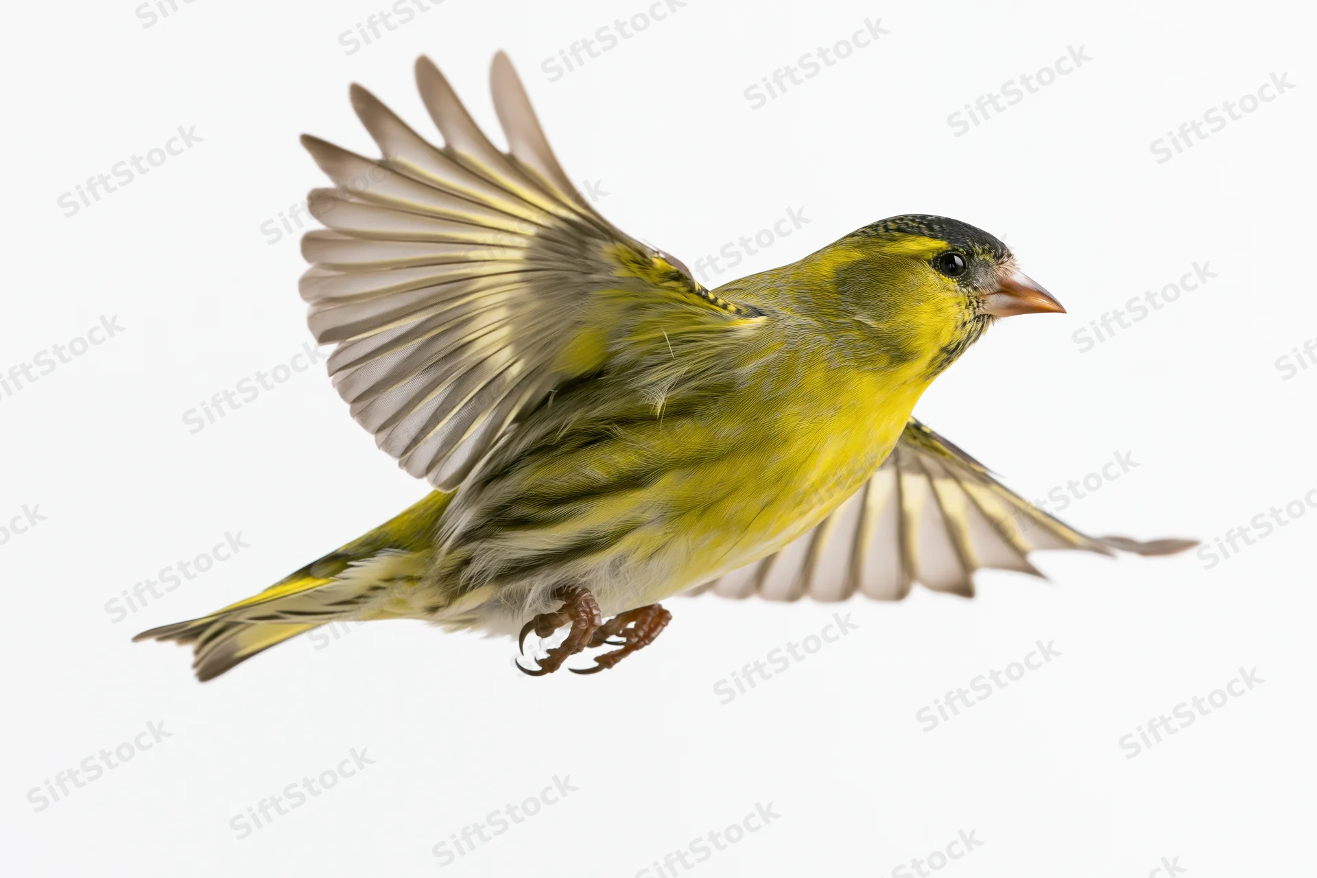 Male eurasian siskin in mid-flight with wings fully spread upward against white background