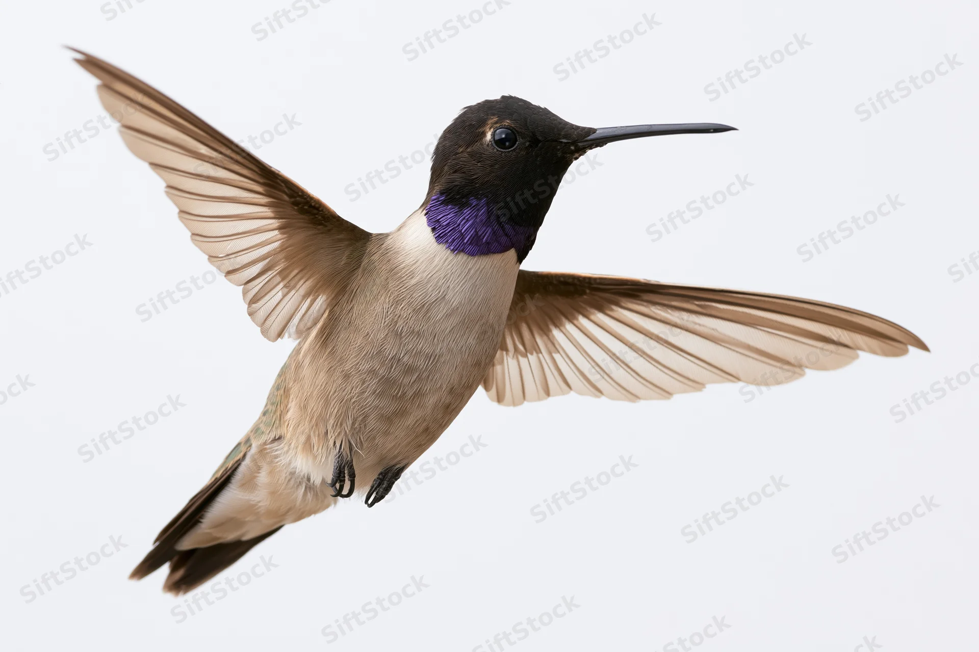Male black-chinned hummingbird hovering mid-flight with wings fully spread against white background
