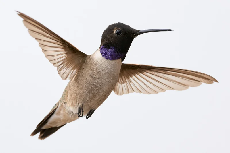 Male black-chinned hummingbird hovering mid-flight with wings fully spread against white background