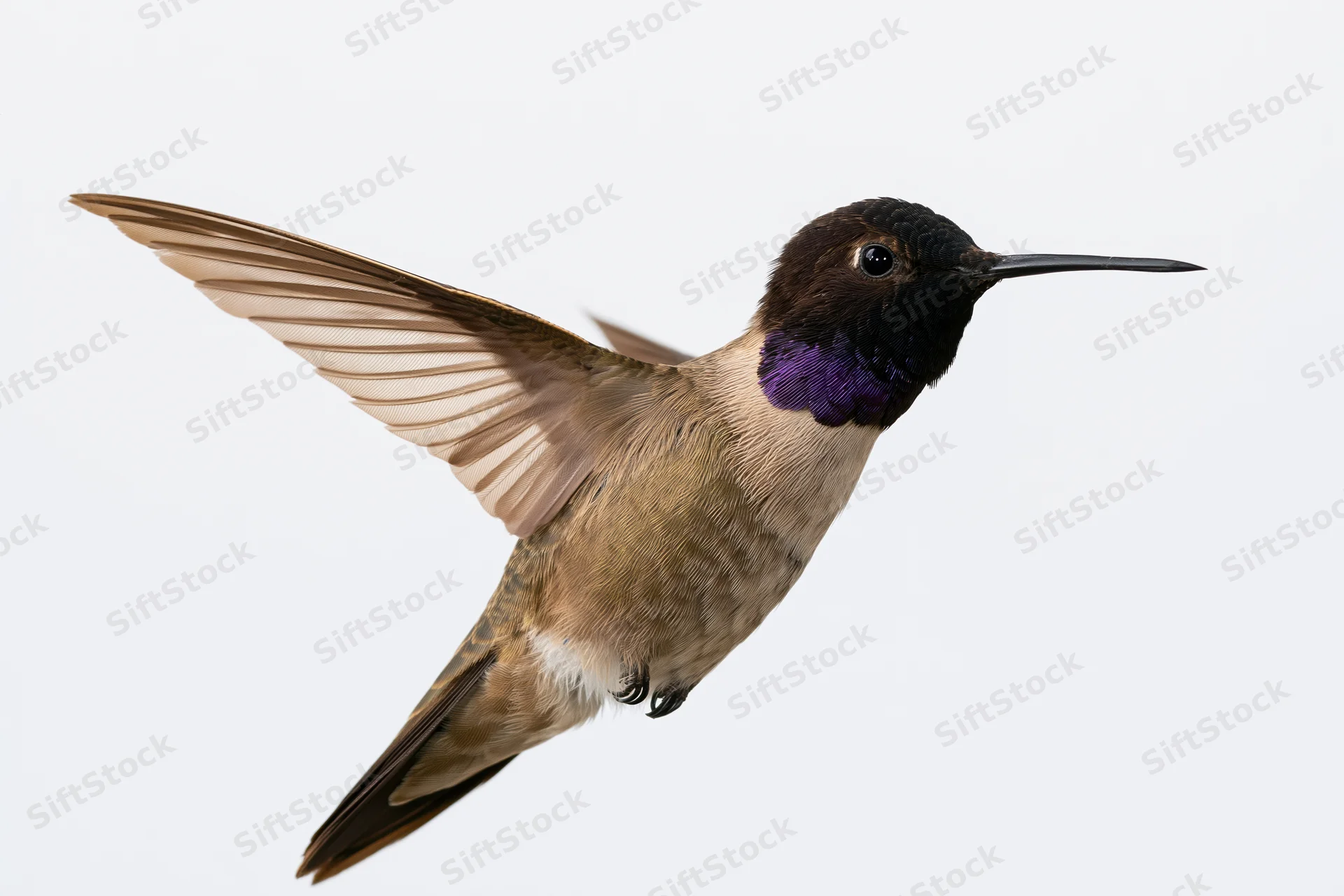 Male black-chinned hummingbird hovering mid-flight with wings extended against white background