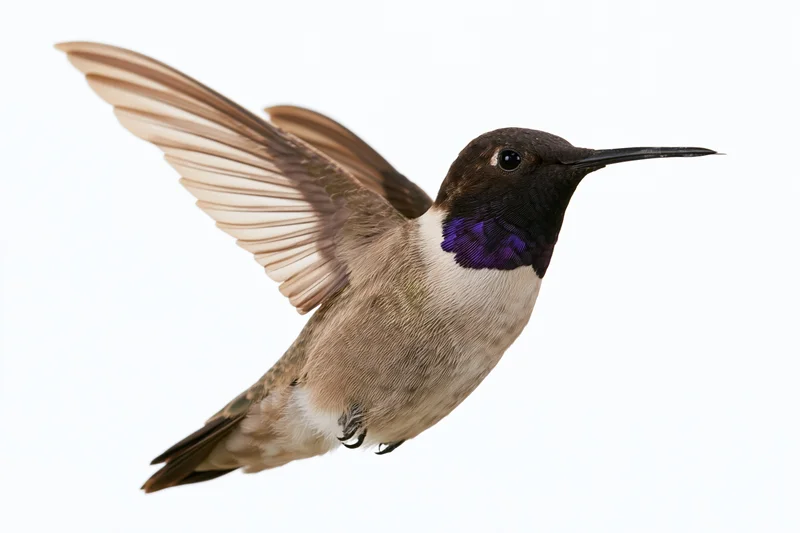 Male black-chinned hummingbird hovering mid-flight with wings spread against white background