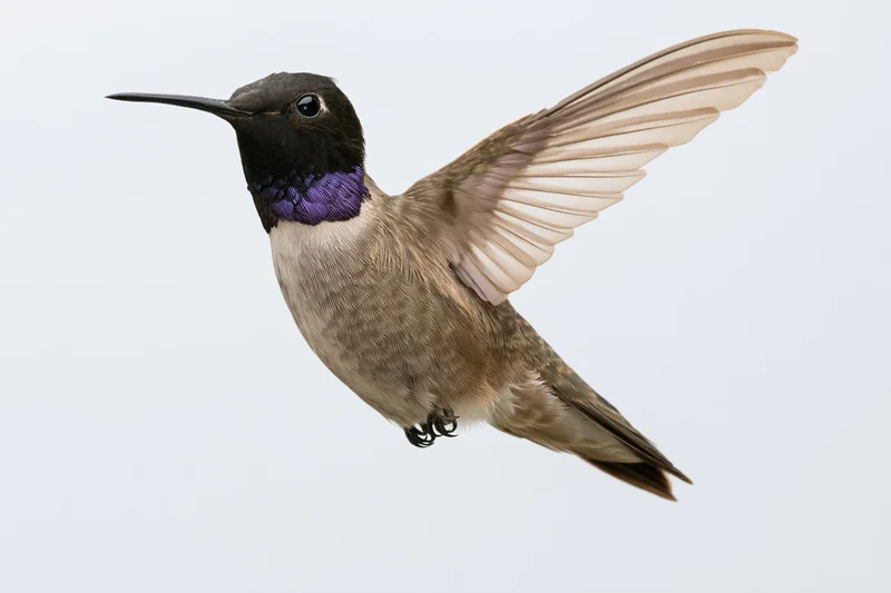 Male black-chinned hummingbird hovering mid-flight with wings extended against white background