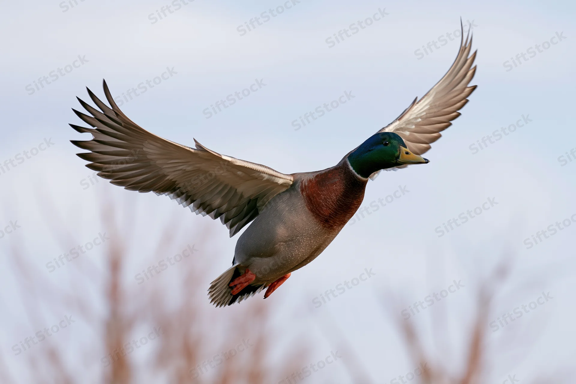 Male mallard duck in mid-flight with wings fully extended against a pale sky background