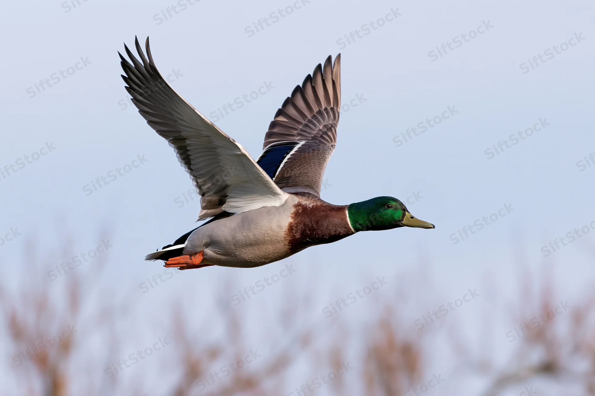 Male mallard duck in flight with wings fully extended against a clear sky