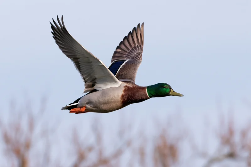 Male mallard duck in flight with wings fully extended against a clear sky