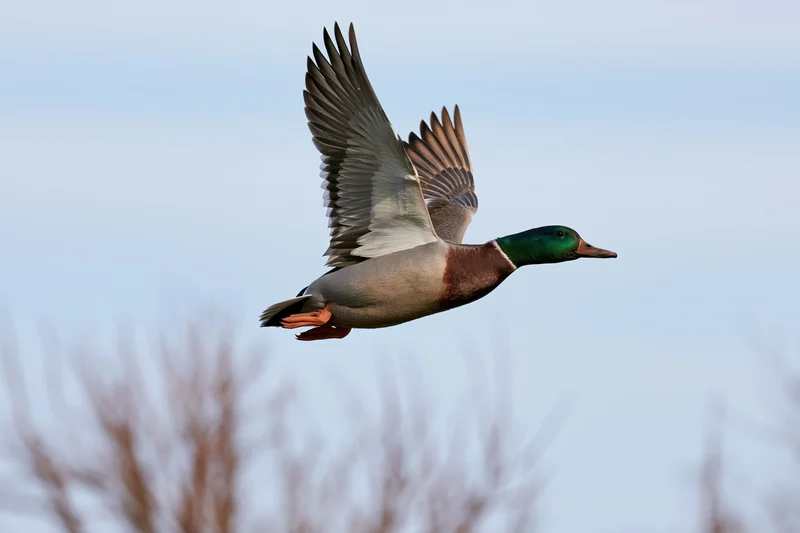 Male mallard duck in mid-flight with wings fully extended upward against a clear sky