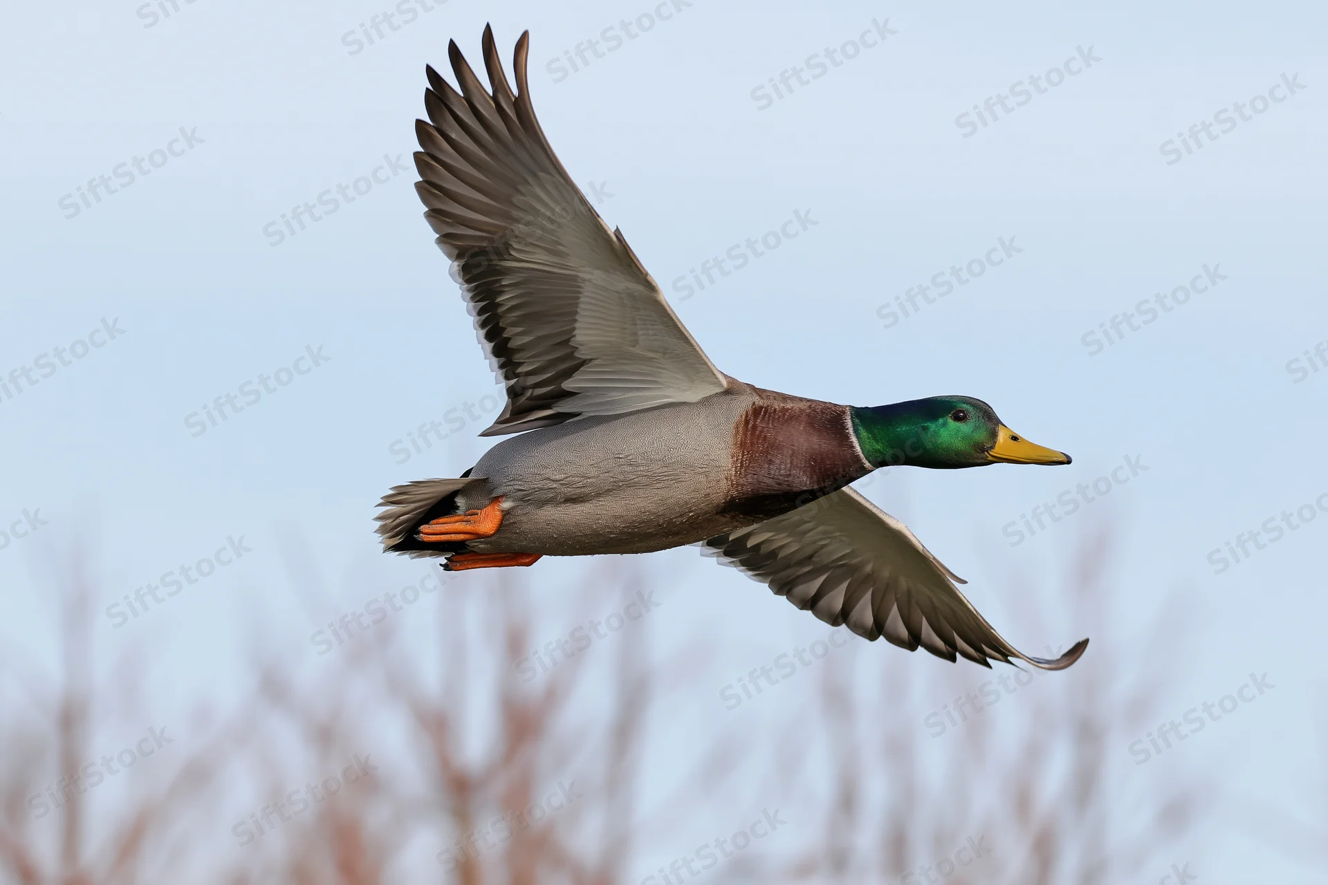 Male mallard duck in mid-flight with wings fully extended against a clear sky
