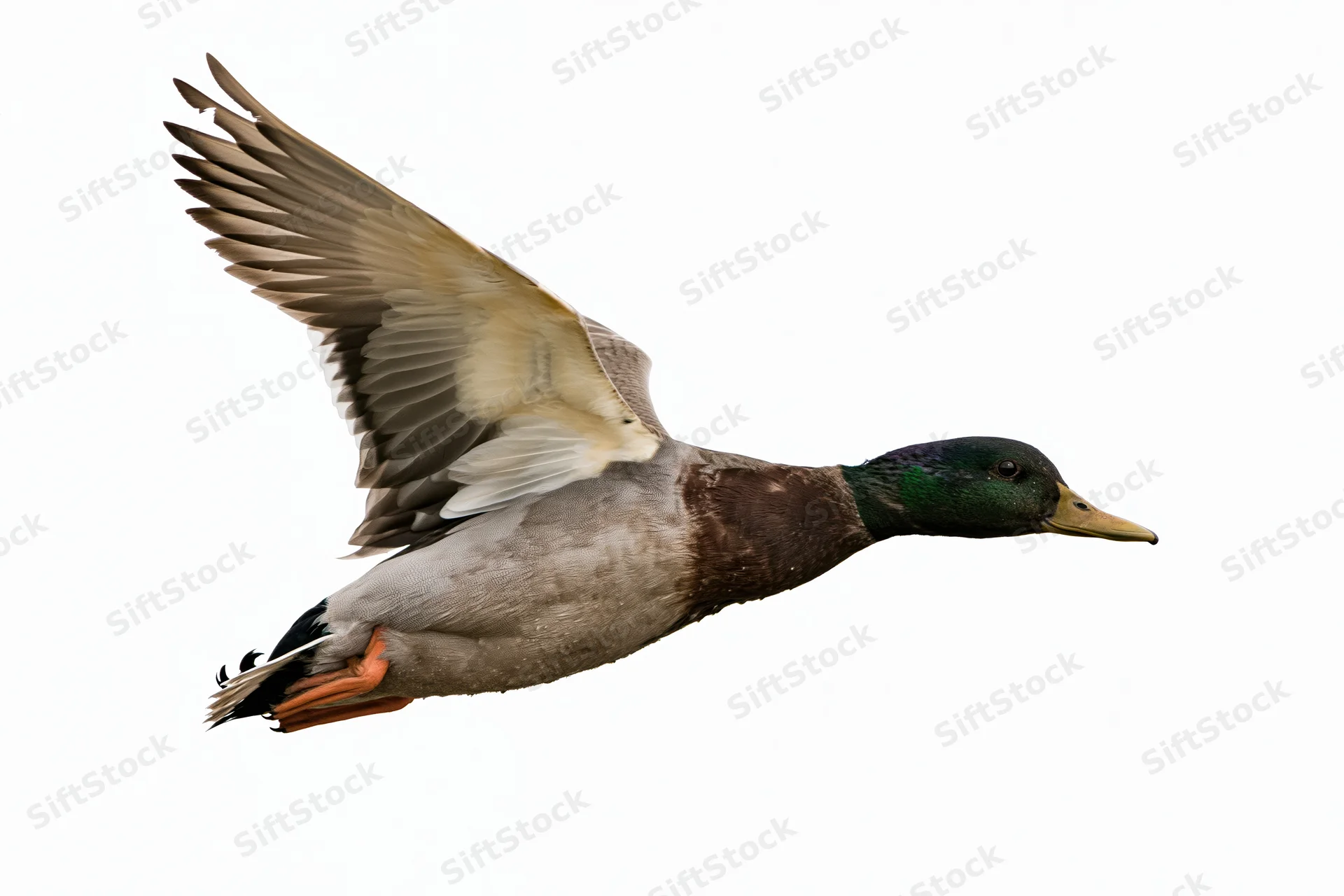 Male mallard duck in mid-flight with wings fully extended upward against white background
