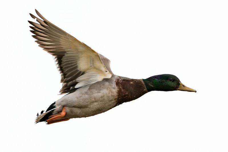 Male mallard duck in mid-flight with wings fully extended upward against white background