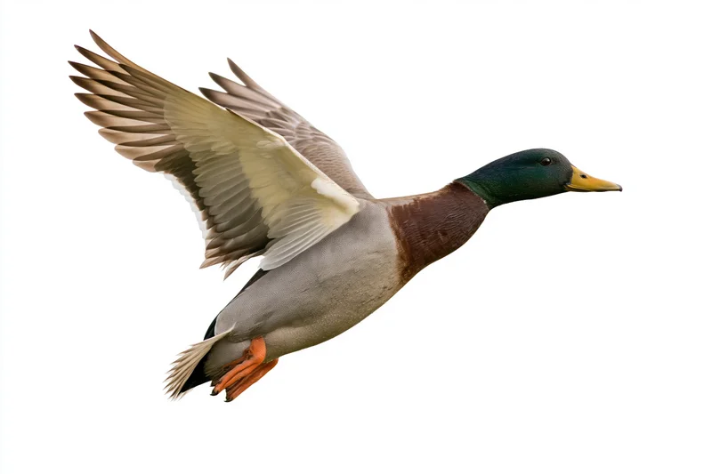 Male mallard duck in mid-flight with wings fully extended upward against white background