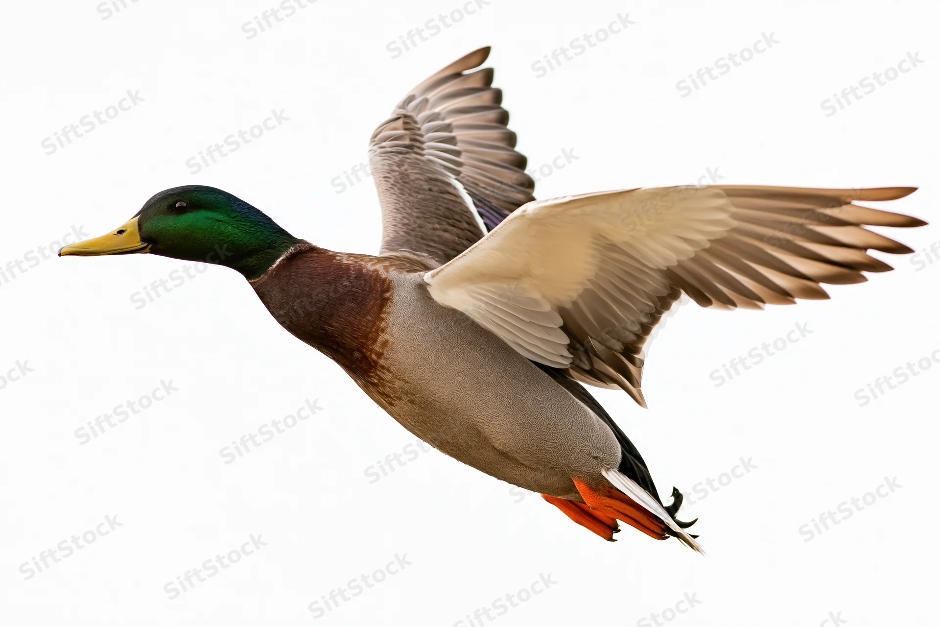 Male mallard duck in mid-flight with wings fully extended upward against white background