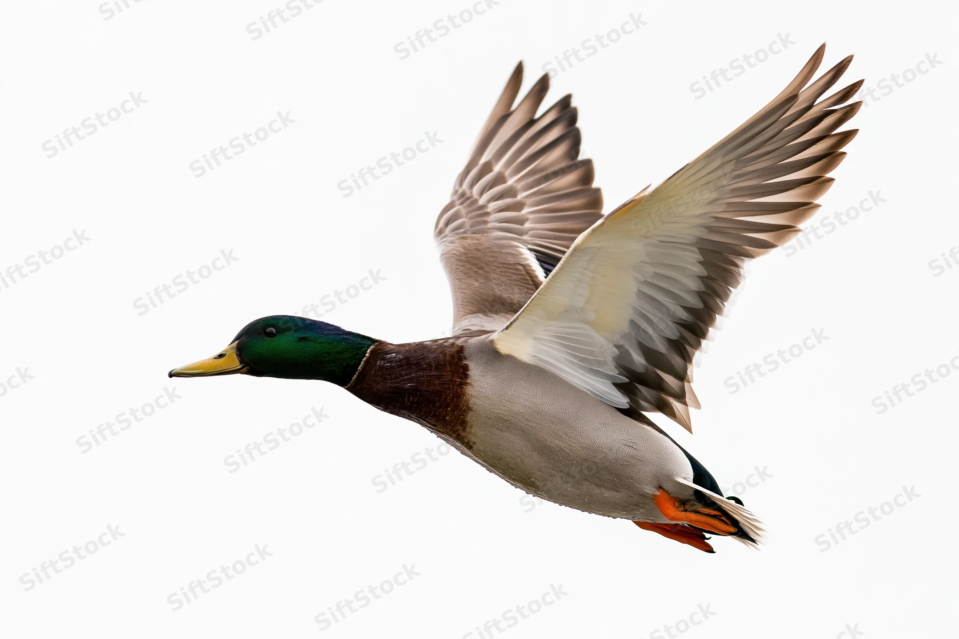 Male mallard duck in mid-flight with wings fully extended upward against white background