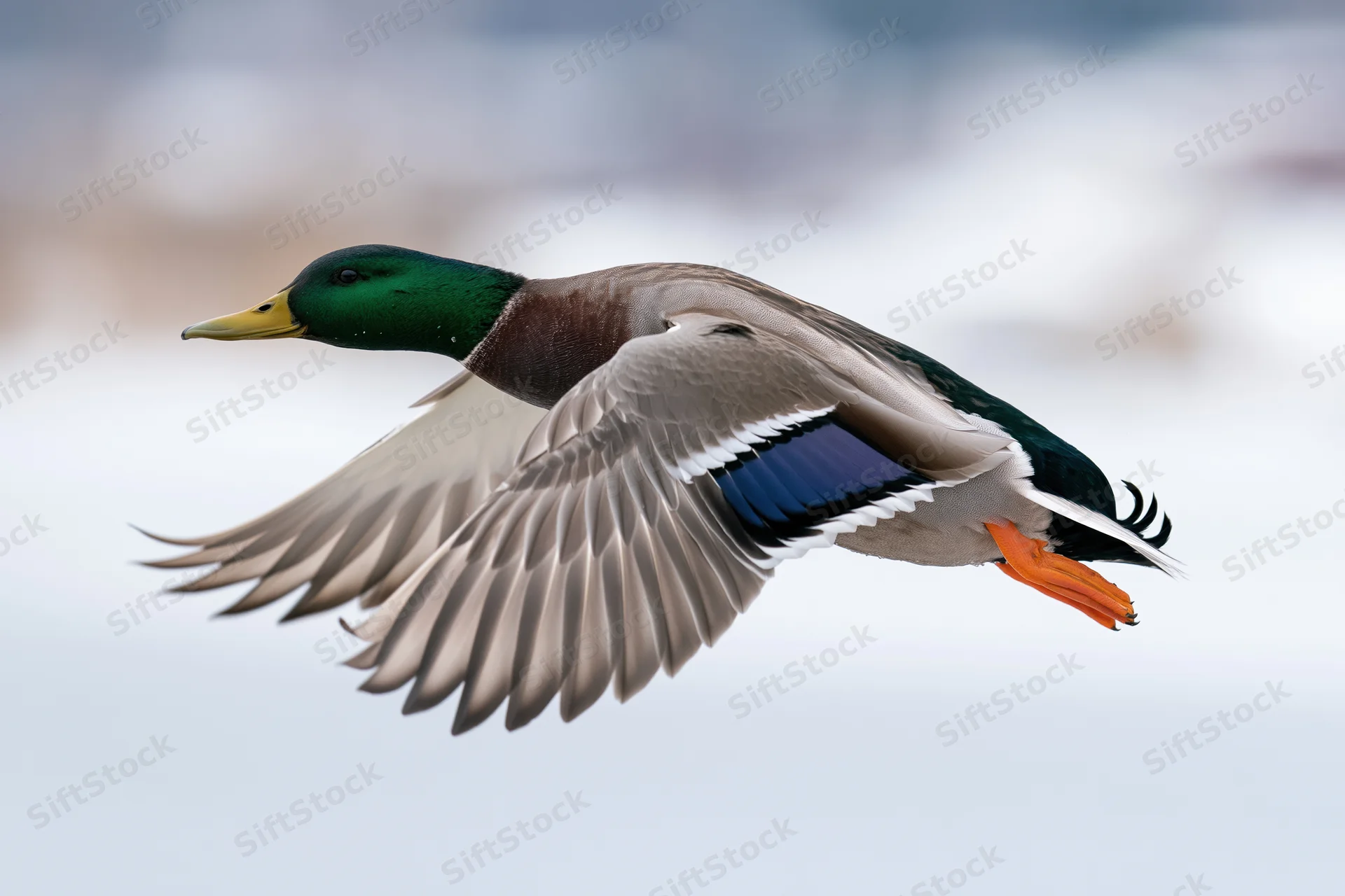 Male mallard duck in flight with wings fully spread against a blurred sky background