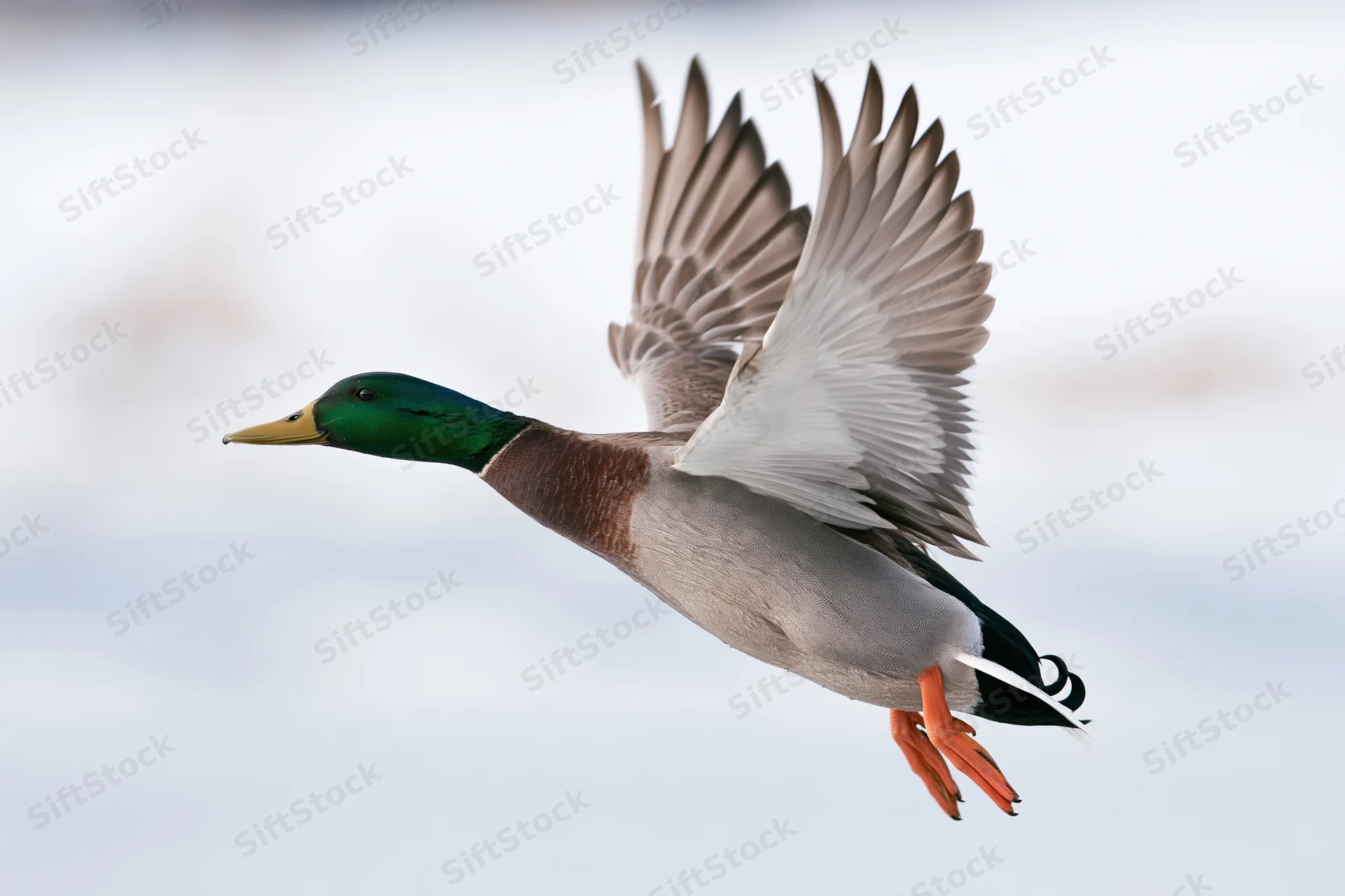 Male mallard duck in mid-flight with wings fully spread against a soft sky background
