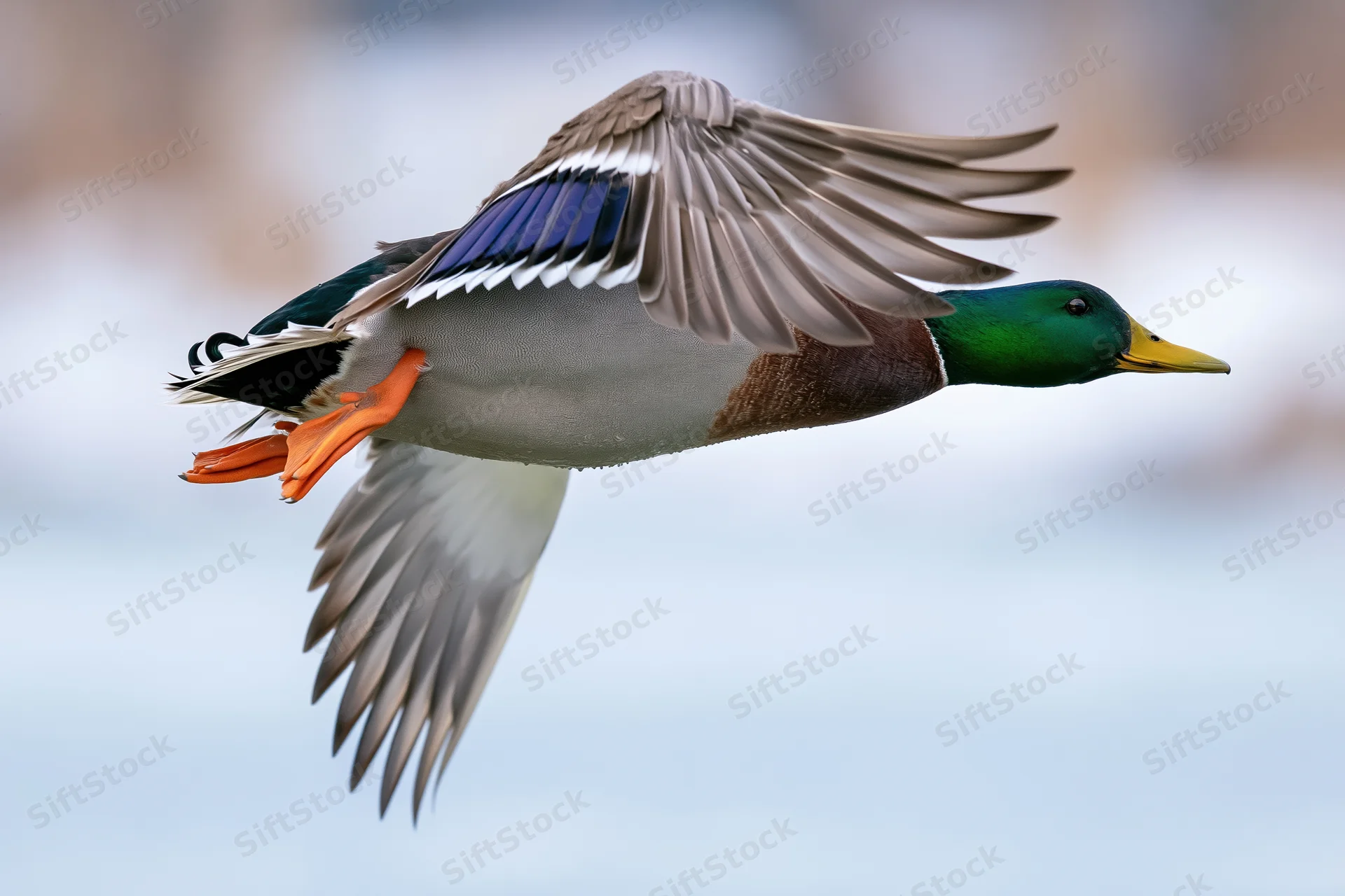 Male mallard duck in mid-flight with wings fully spread against a blurred natural background