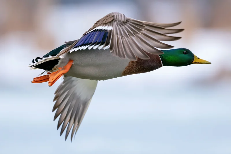 Male mallard duck in mid-flight with wings fully spread against a blurred natural background