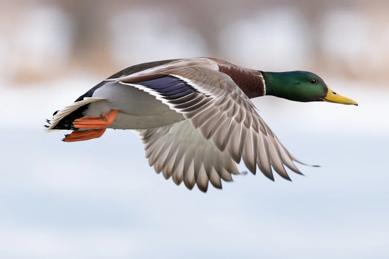 Male mallard duck in flight with wings fully spread against a blurred sky background