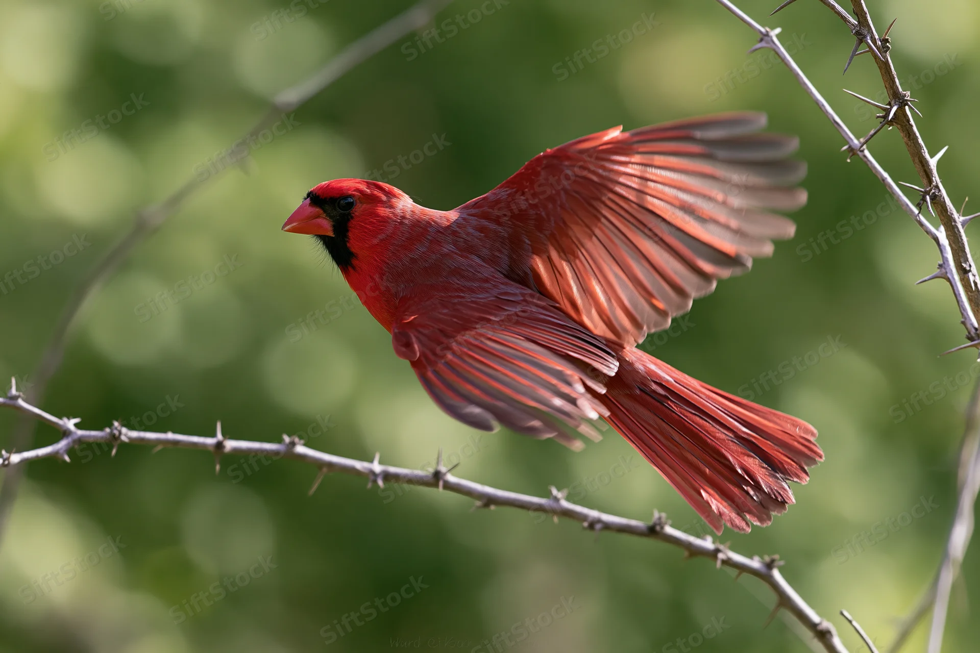 Male northern cardinal launching into flight from a thorny branch