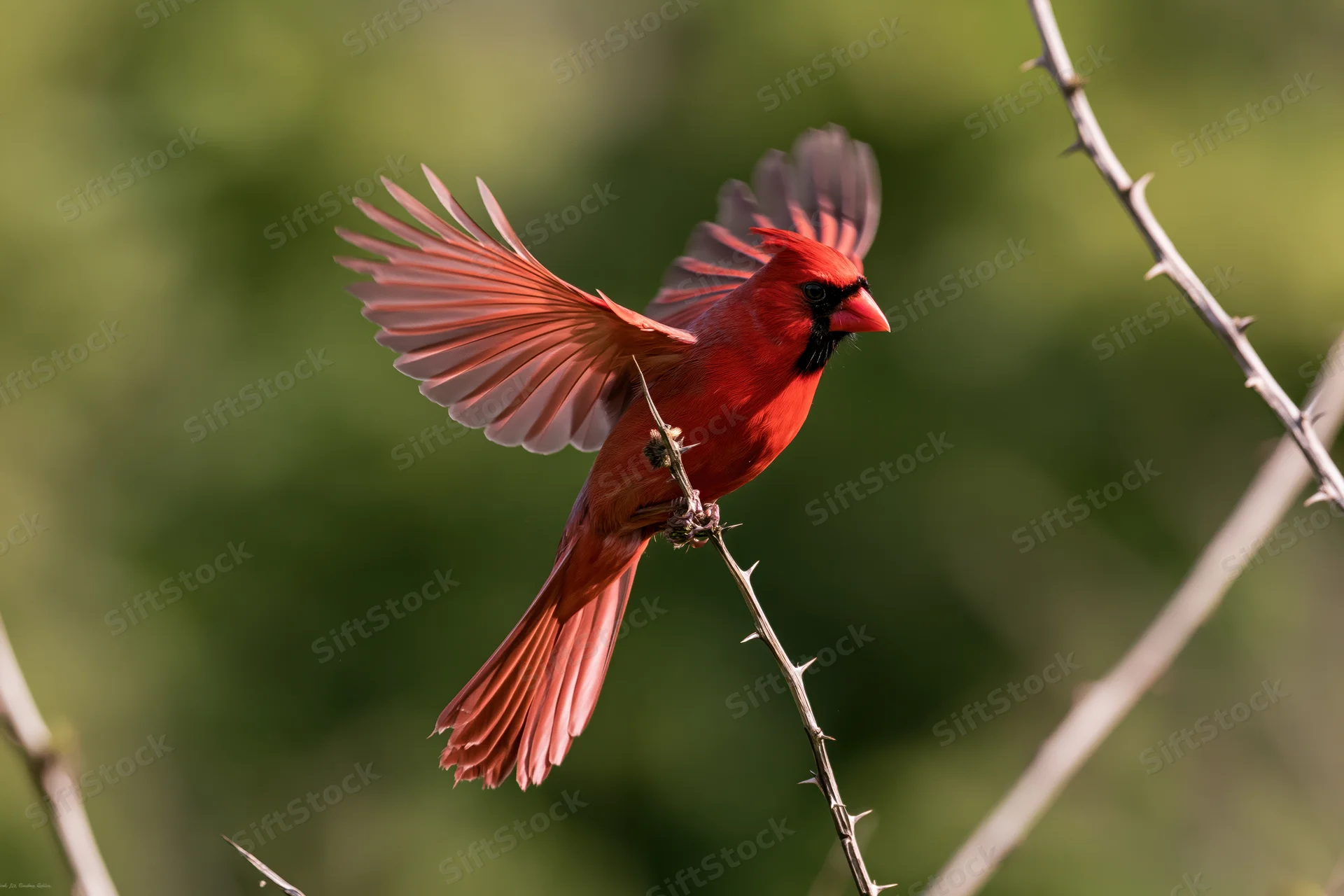 Male northern cardinal launching into flight from a thorny branch