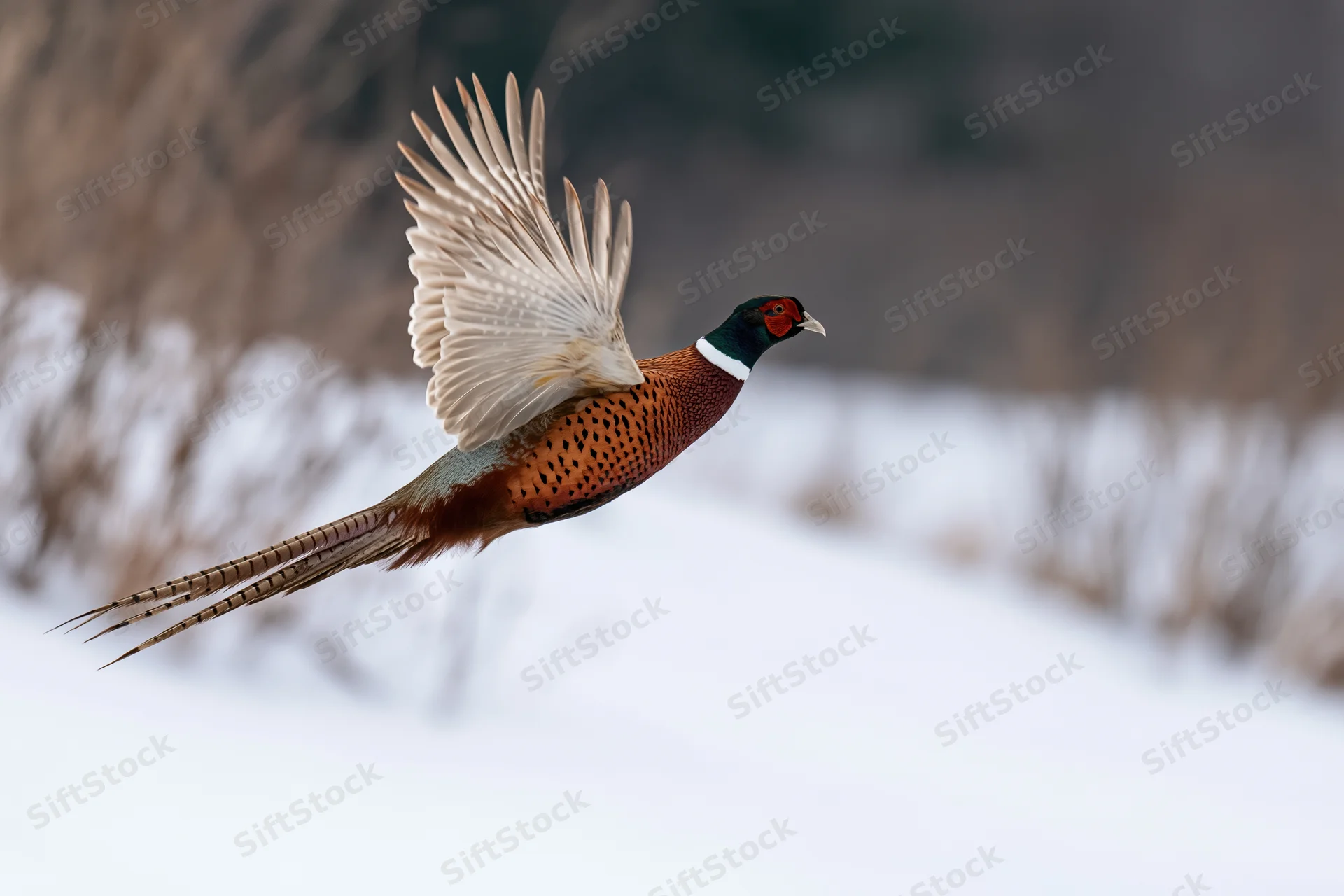 Male ring-necked pheasant in mid-flight with wings extended over snowy field