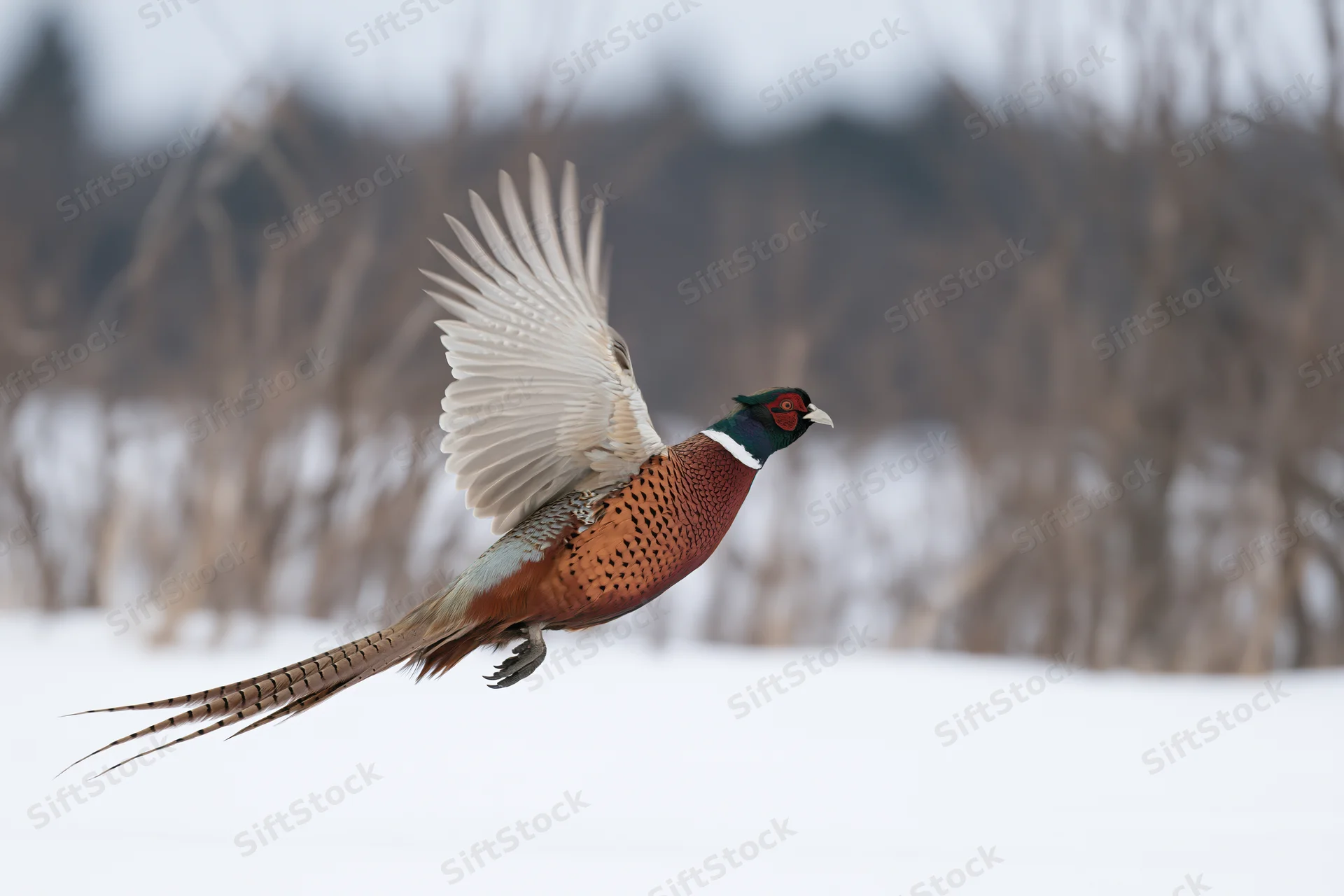 Male ring-necked pheasant in mid-flight with wings extended over snowy field