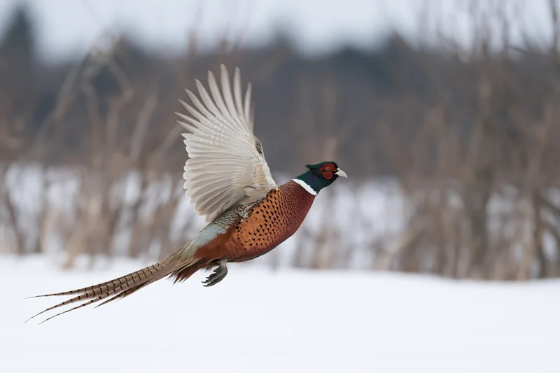 Male ring-necked pheasant in mid-flight with wings extended over snowy field
