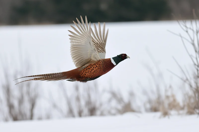 Male ring-necked pheasant in mid-flight with wings extended over snowy field