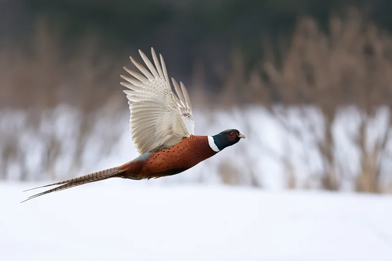 Male ring-necked pheasant in mid-flight with wings extended over snowy field