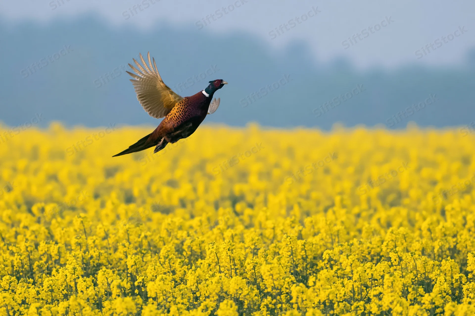 Male ring-necked pheasant in mid-flight with wings spread over a field of blooming yellow canola flowers