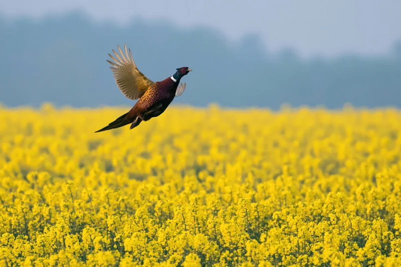 Male ring-necked pheasant in mid-flight with wings spread over a field of blooming yellow canola flowers