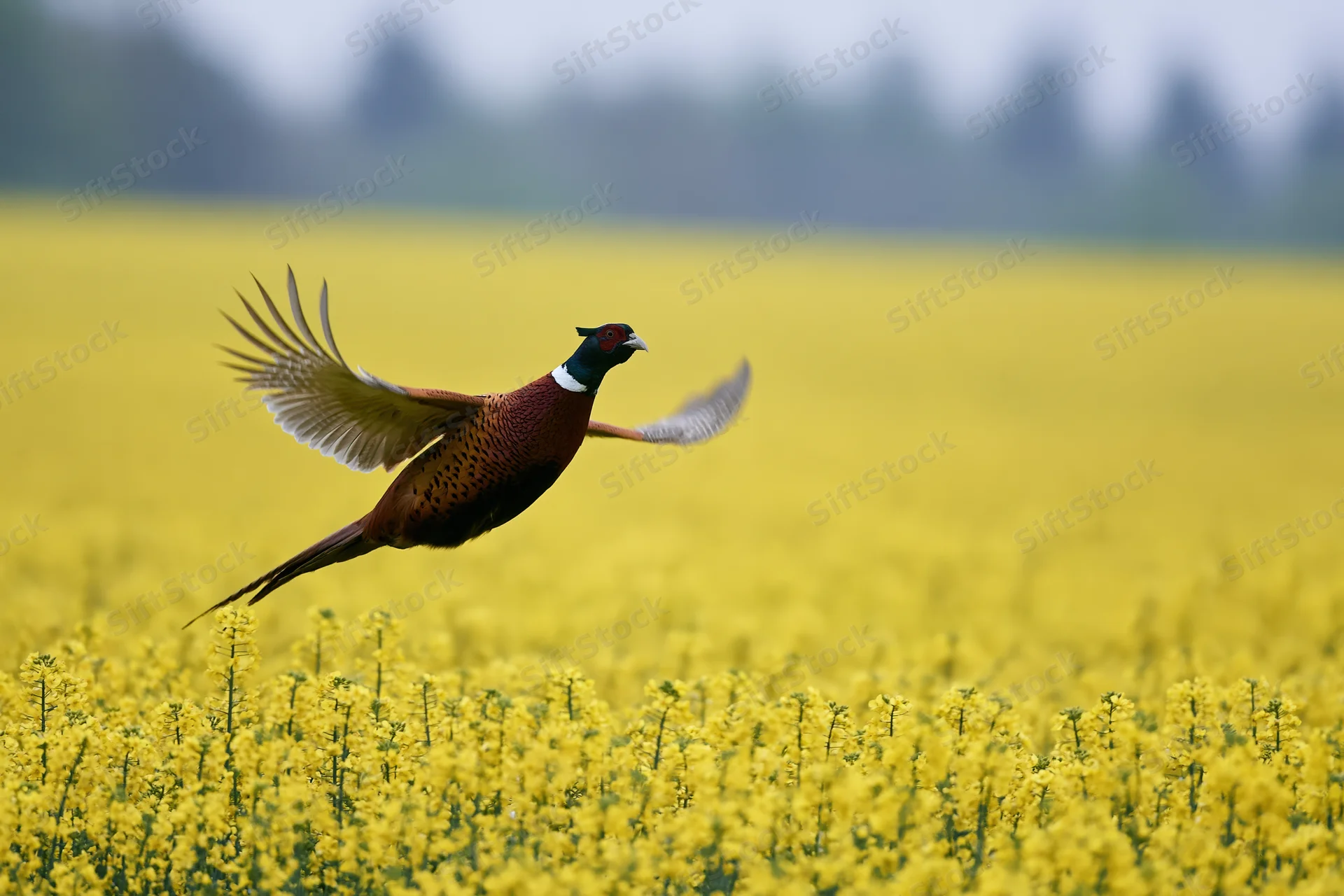 Male ring-necked pheasant in mid-flight with wings spread over a yellow canola field