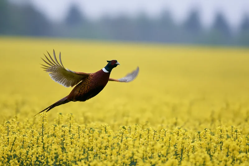 Male ring-necked pheasant in mid-flight with wings spread over a yellow canola field