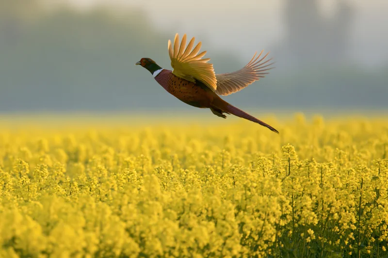 Male ring-necked pheasant in mid-flight with wings fully spread over a blooming yellow canola field