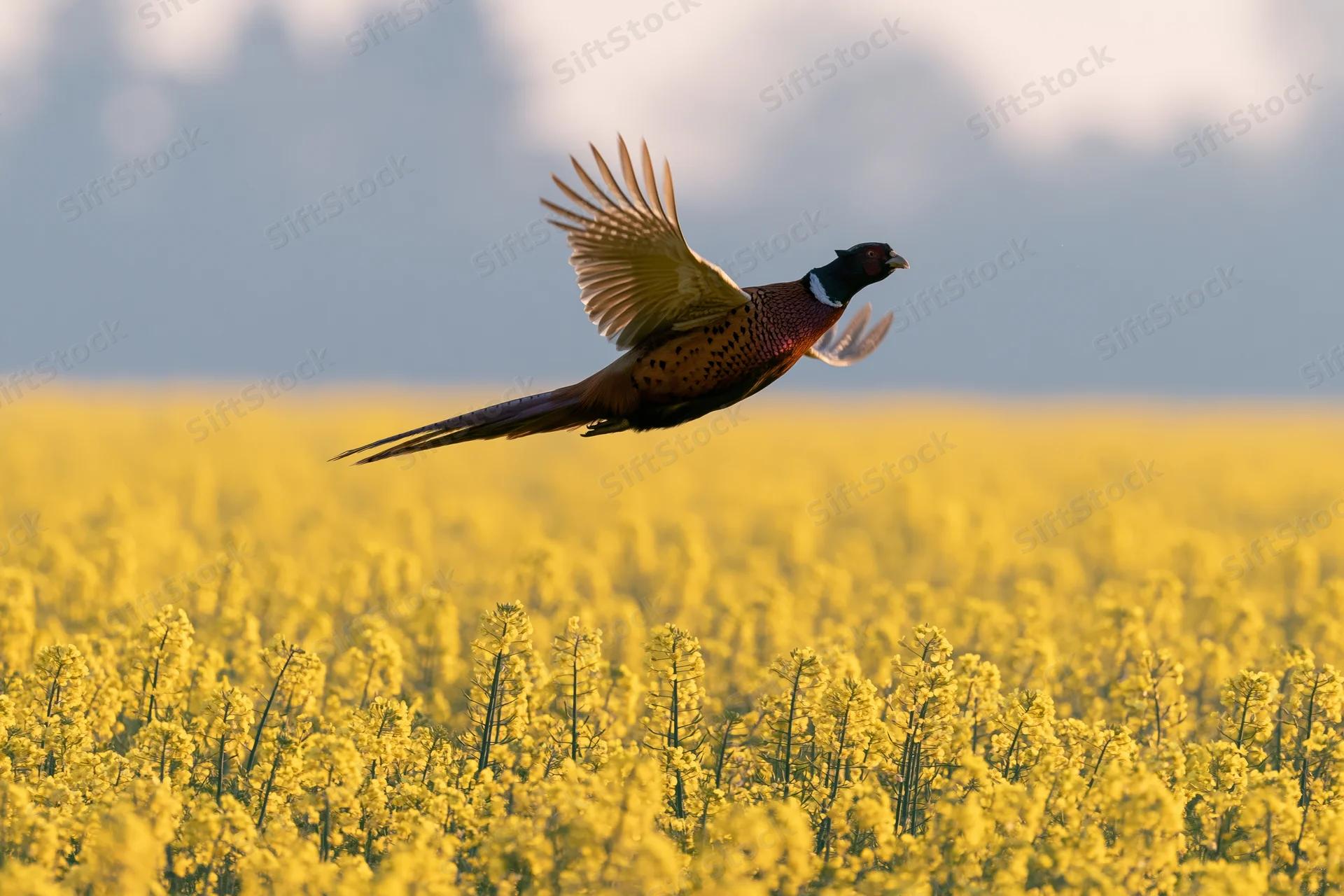 Male ring-necked pheasant in mid-flight with wings spread over a yellow canola field