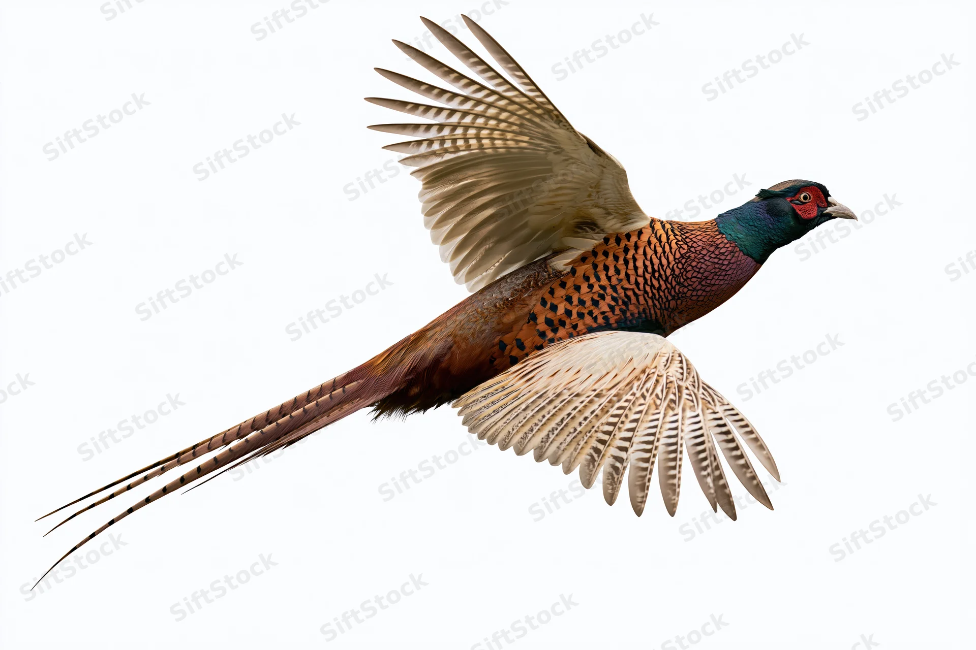 Male ring-necked pheasant in mid-flight with wings fully spread against white background