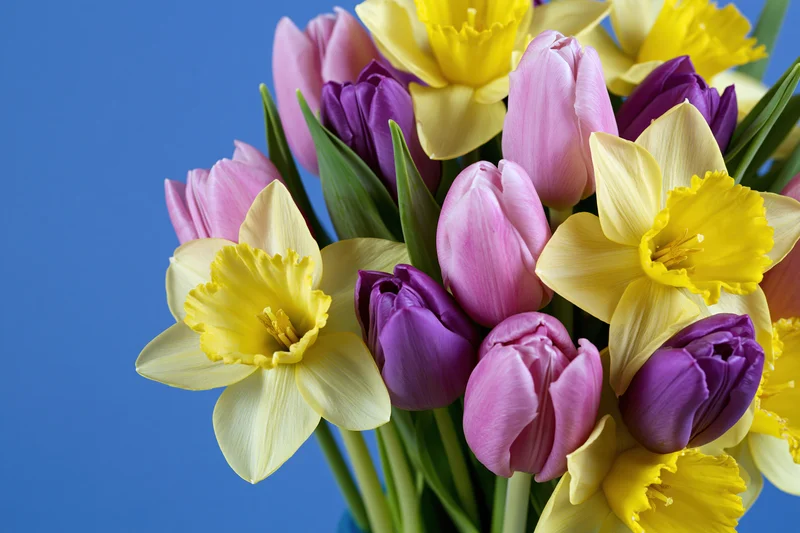 Mixed spring bouquet of yellow daffodils and pink and purple tulips against blue background
