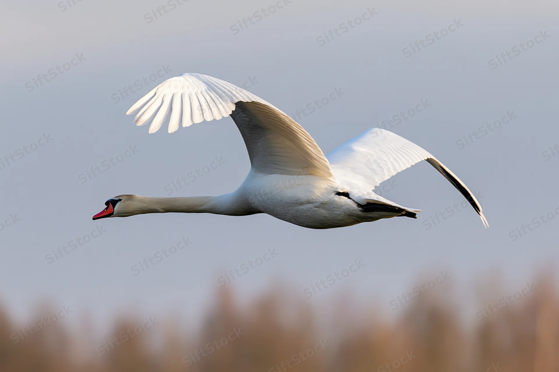 Mute swan in full flight with wings spread wide and neck extended against a soft sky background