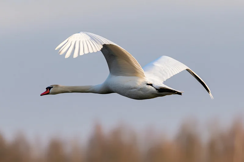 Mute swan in full flight with wings spread wide and neck extended against a soft sky background