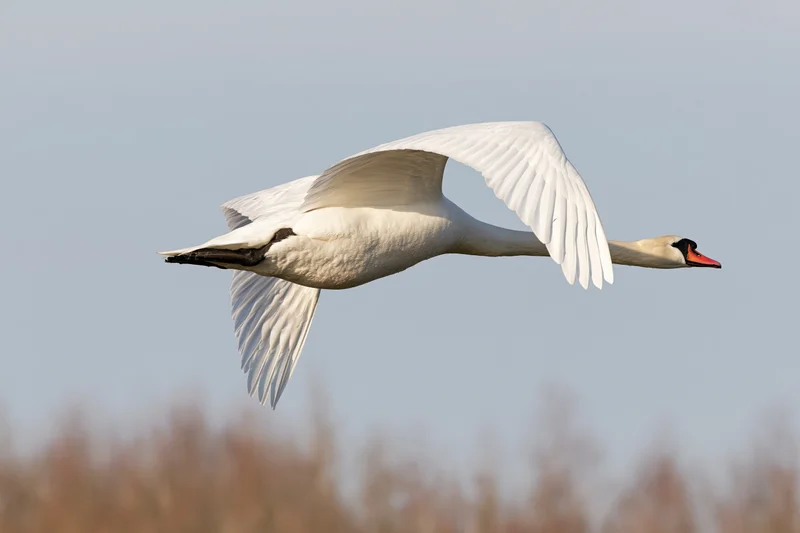 Mute swan in flight with wings fully spread and neck extended against a clear sky