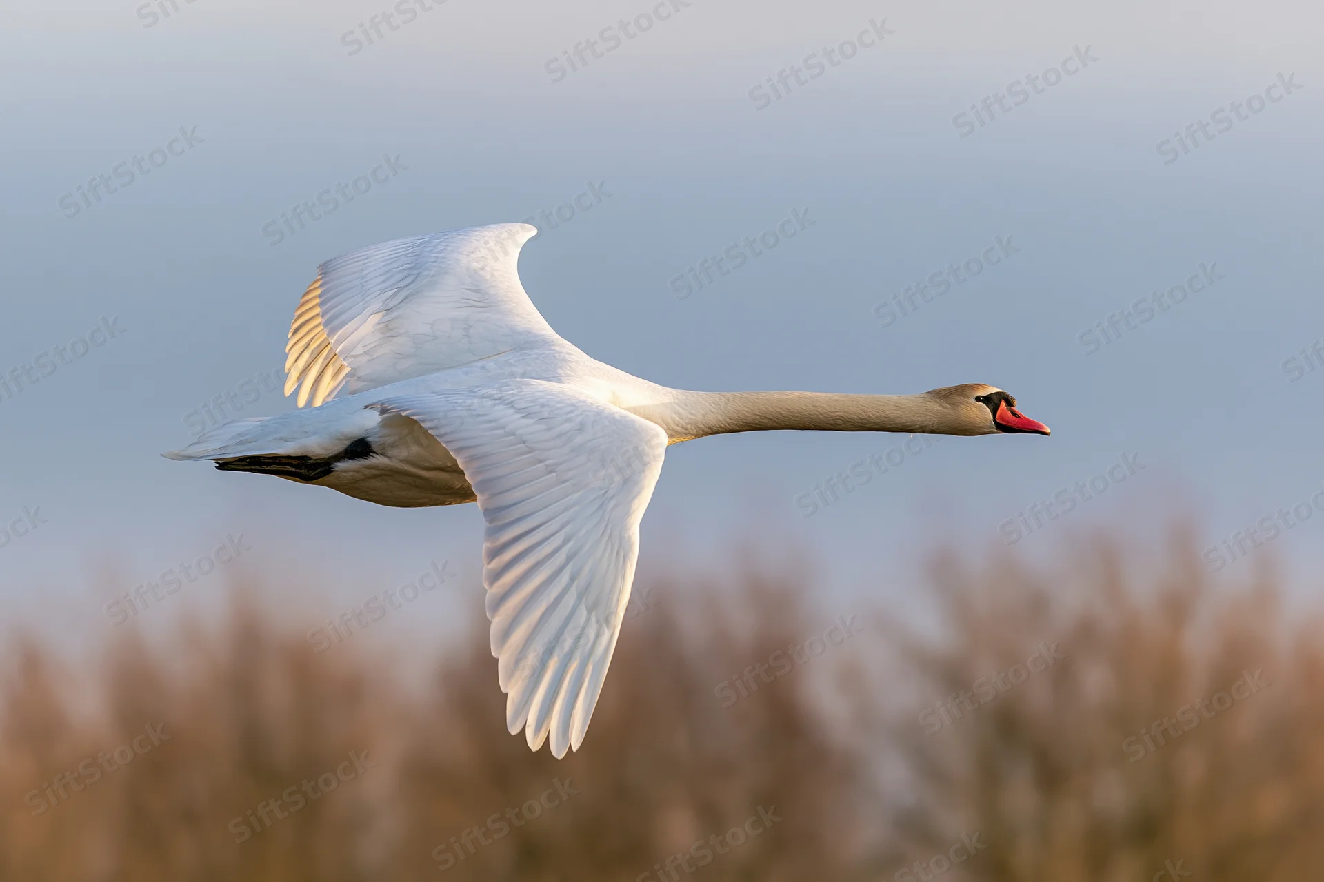 Mute swan in full flight with wings spread wide and neck extended against a soft sky background