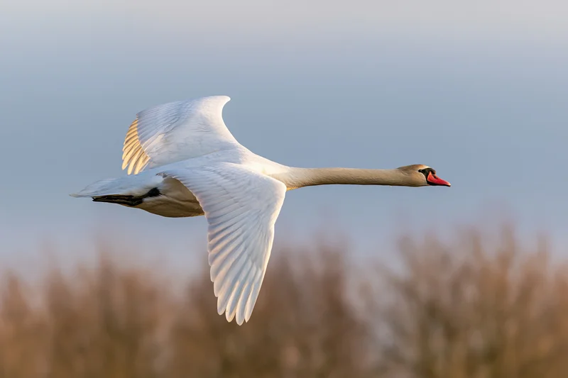 Mute swan in full flight with wings spread wide and neck extended against a soft sky background