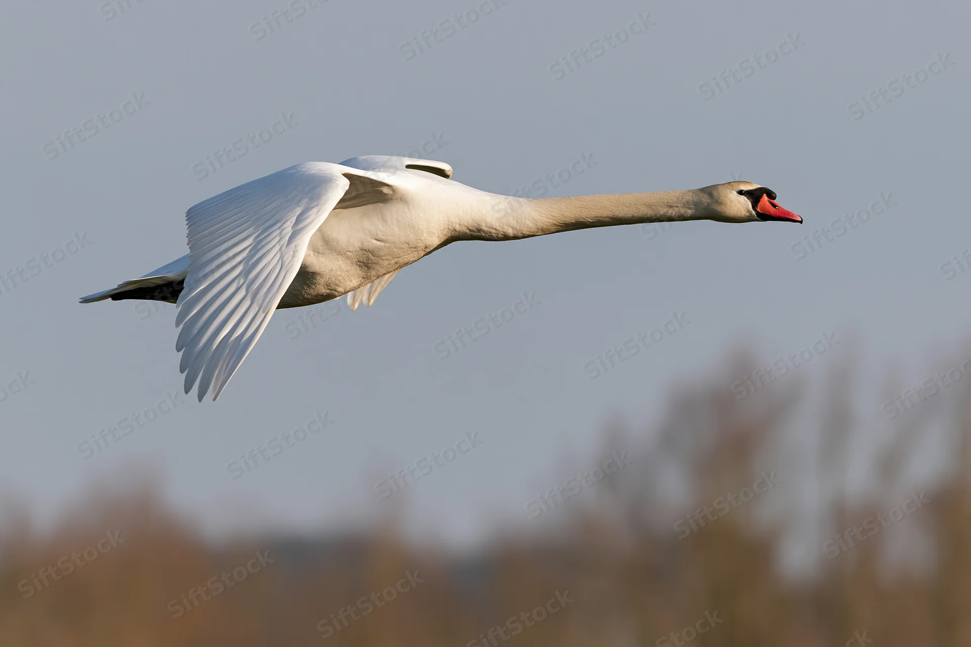 Mute swan in flight with wings spread and neck extended against a clear sky