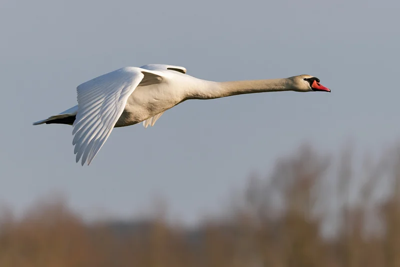 Mute swan in flight with wings spread and neck extended against a clear sky
