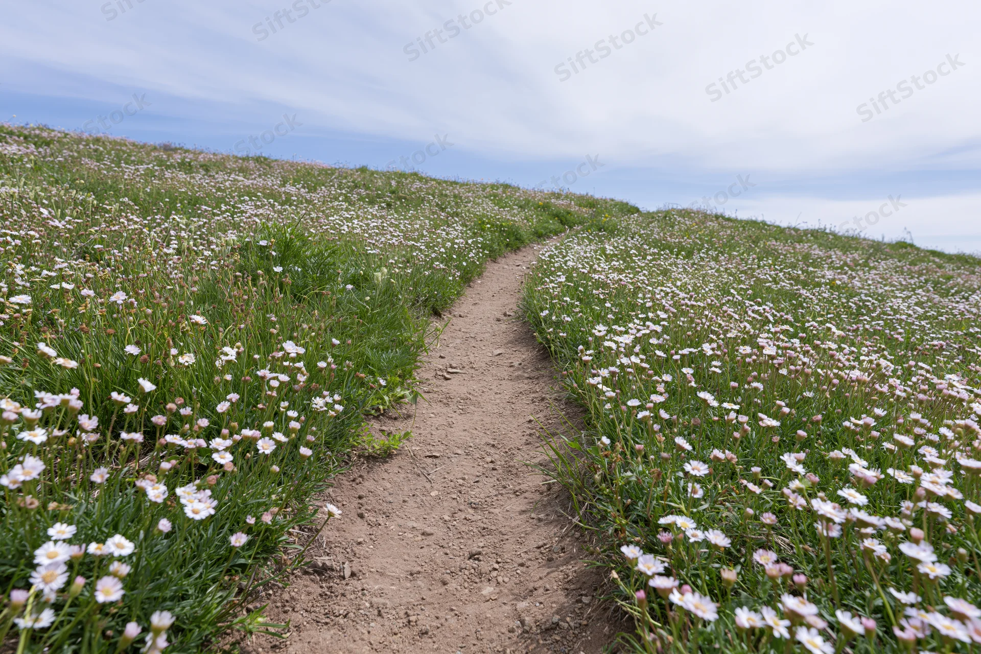 Narrow dirt footpath winding uphill through a hillside meadow filled with white wildflowers and green grass