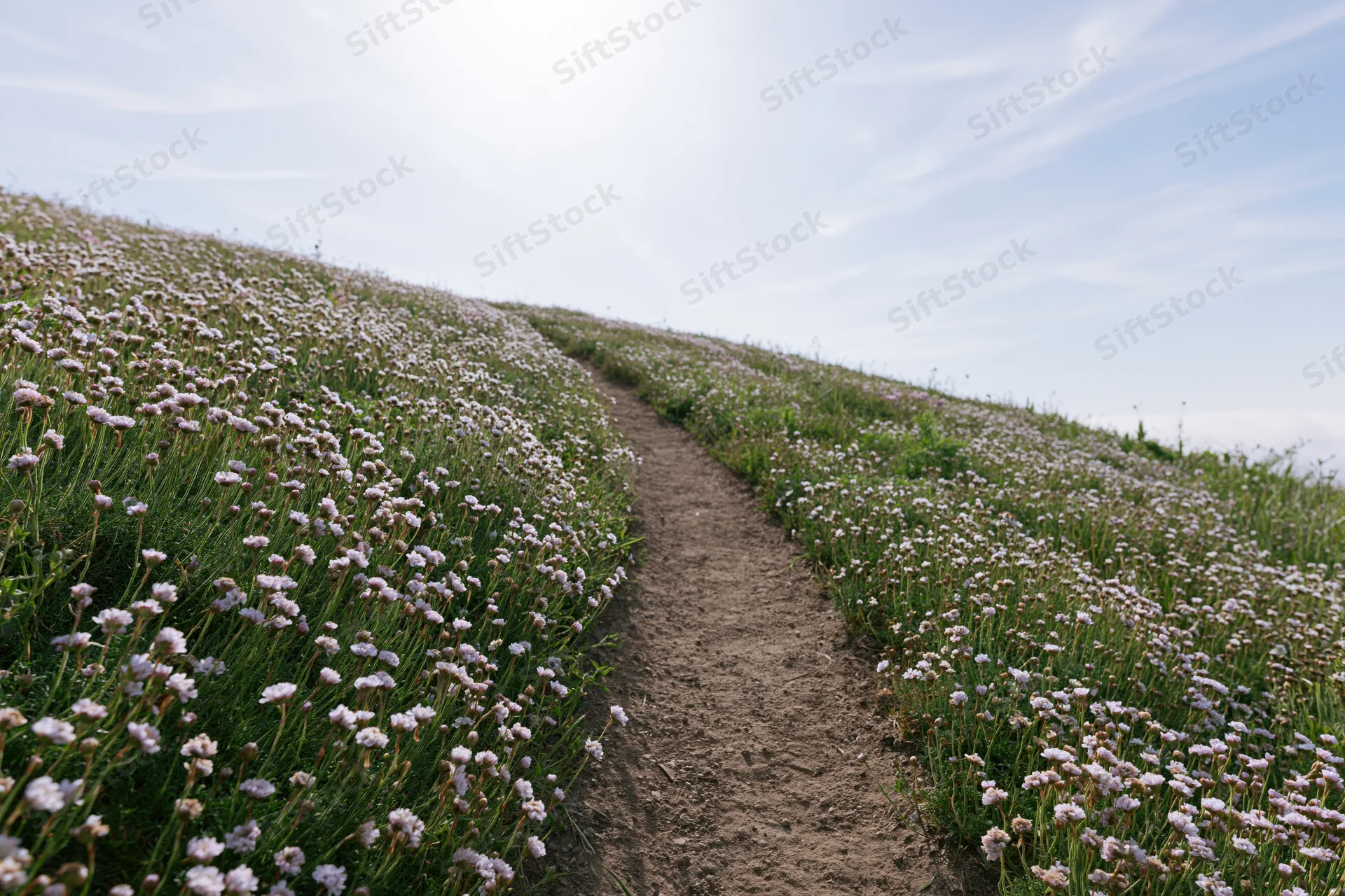Narrow dirt path winding uphill through a meadow of purple and white wildflowers