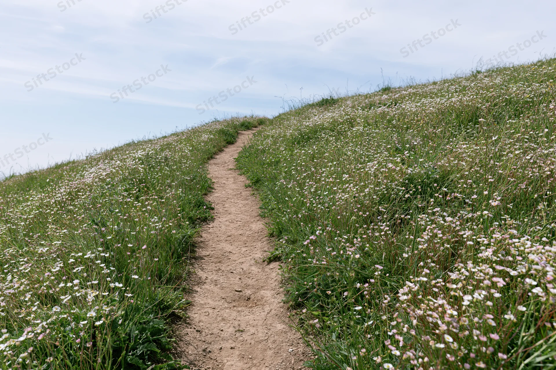 Narrow dirt footpath winding uphill through a grassy meadow with white and pink wildflowers