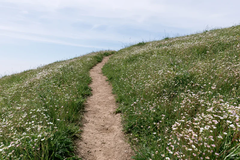 Narrow dirt footpath winding uphill through a grassy meadow with white and pink wildflowers